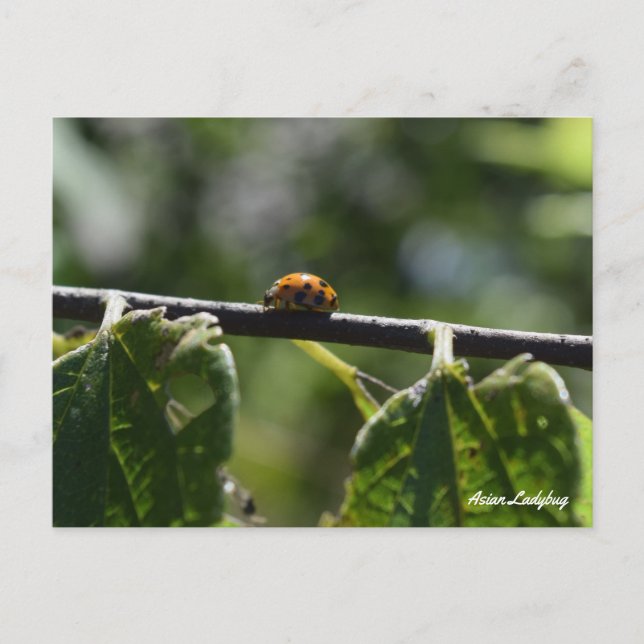 Postal Mariposa Mariquita Asiática (Anverso)