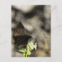Mariposa Marrón