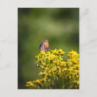 Mariposa marrón pradera en flores de hierba
