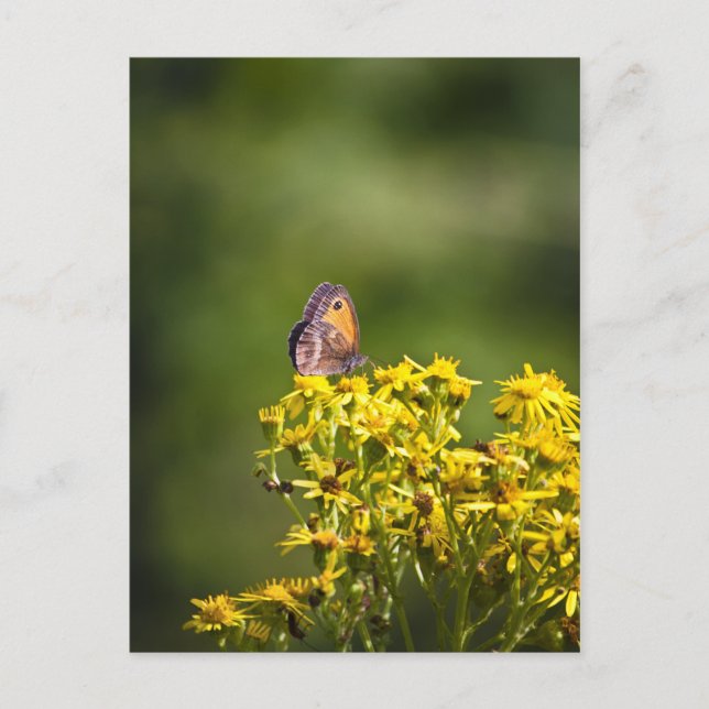 Postal Mariposa marrón pradera en flores de hierba (Anverso)