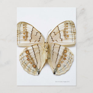Postal Mariposa marrón, vista aérea