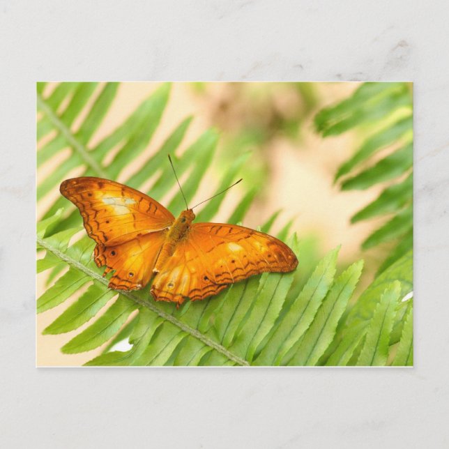 Postal mariposa migaja (Anverso)