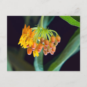 Postal Mariposa Milkweed Buds and Blooms