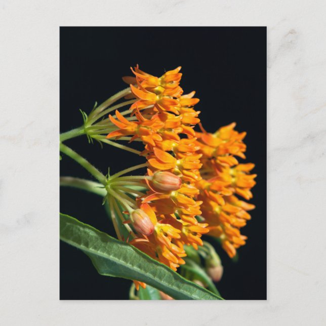 Postal Mariposa Milkweed Florets y manchas en negro (Anverso)