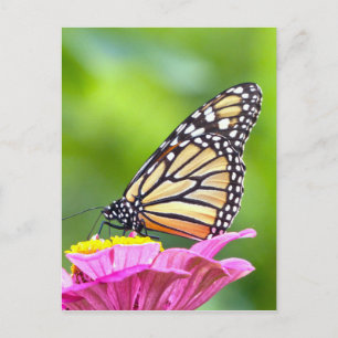 Postal Mariposa monarca