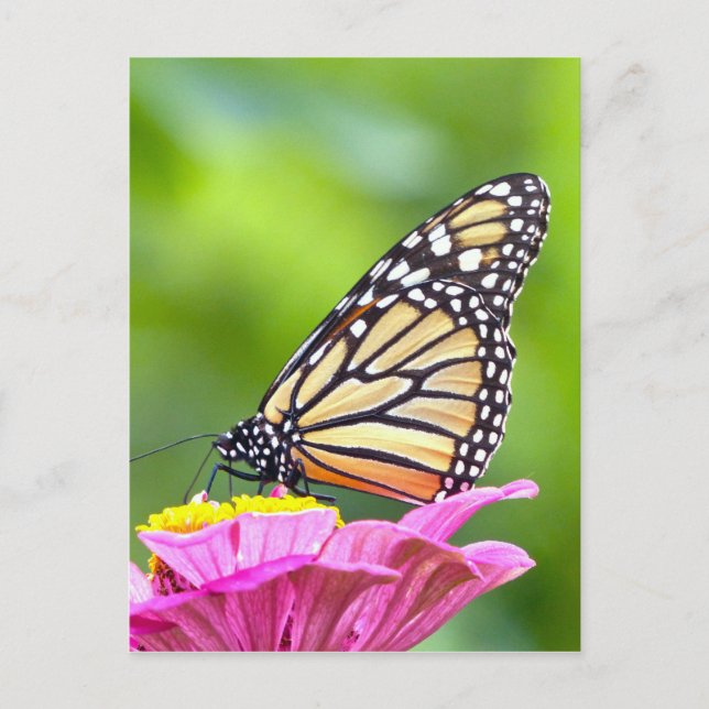 Postal Mariposa monarca (Anverso)