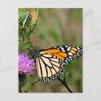 Mariposa monarca