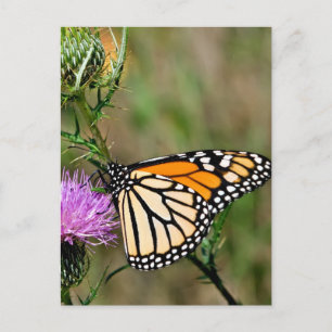Postal Mariposa monarca
