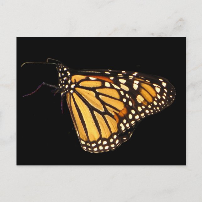 Postal Mariposa monarca (Anverso)