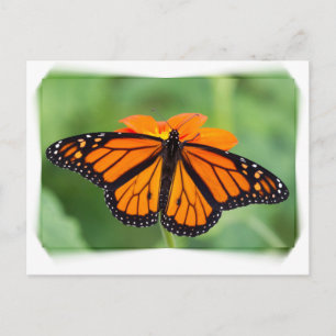 Postal Mariposa monarca