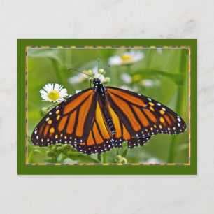 Postal Mariposa monarca