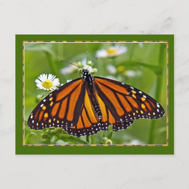 Postal Mariposa monarca (Anverso)