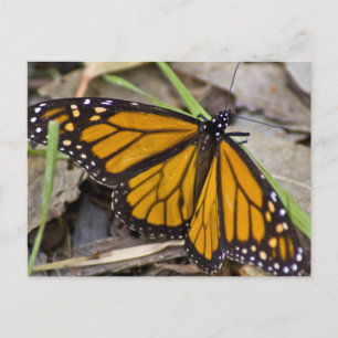 Postal Mariposa monarca