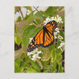 Postal Mariposa monarca