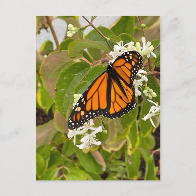 Postal Mariposa monarca (Anverso)