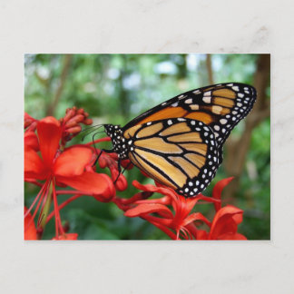 Postal Mariposa monarca