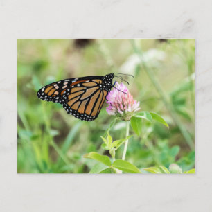 Postal Mariposa monarca