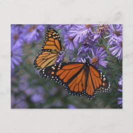 Postal Mariposa monarca