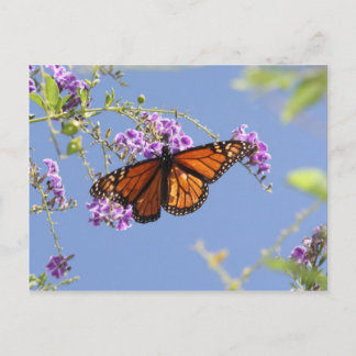 Postal Mariposa monarca