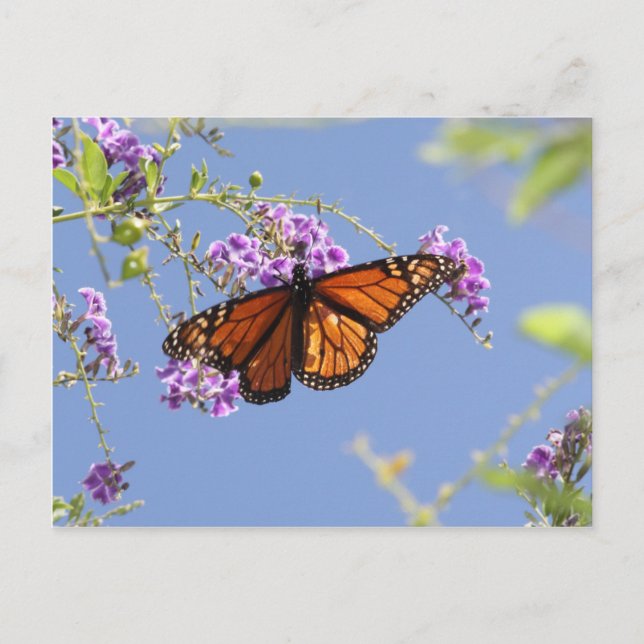 Postal Mariposa monarca (Anverso)