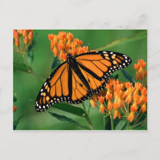 Postal mariposa monarca