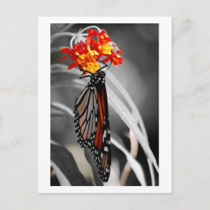 Postal Mariposa monarca colgante