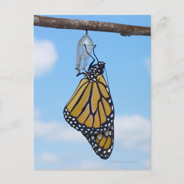 Postal Mariposa monarca con crisalis (Anverso)