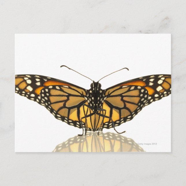 Postal Mariposa monarca con las alas extendidas (Anverso)