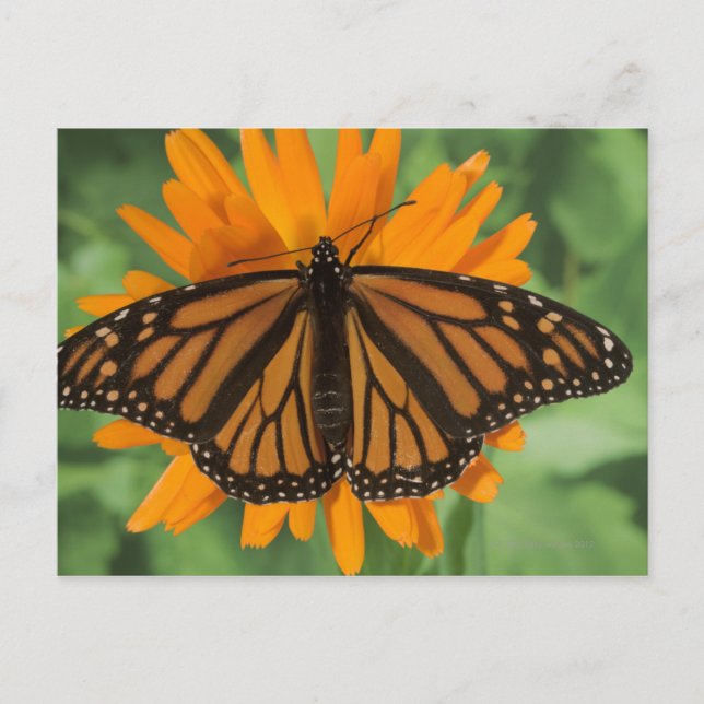 Postal Mariposa monarca (Danaus plexippus) en olla (Anverso)