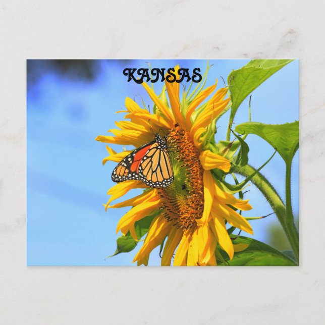 Postal Mariposa monarca de Kansas en un girasol (Anverso)
