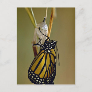 Postal Mariposa monarca emergente