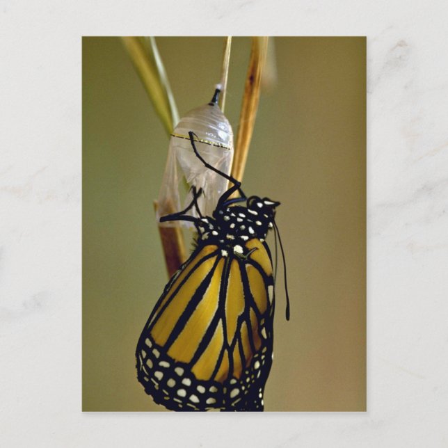 Postal Mariposa monarca emergente (Anverso)