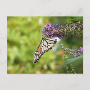 Postal Mariposa Monarca en Arbusto de Mariposas Púrpura