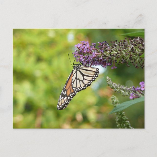Postal Mariposa Monarca en Arbusto de Mariposas Púrpura (Anverso)