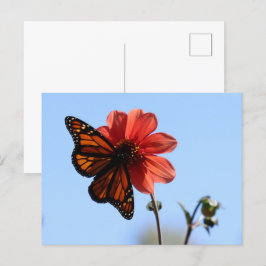 Postal Mariposa monarca en Dahlia Blank