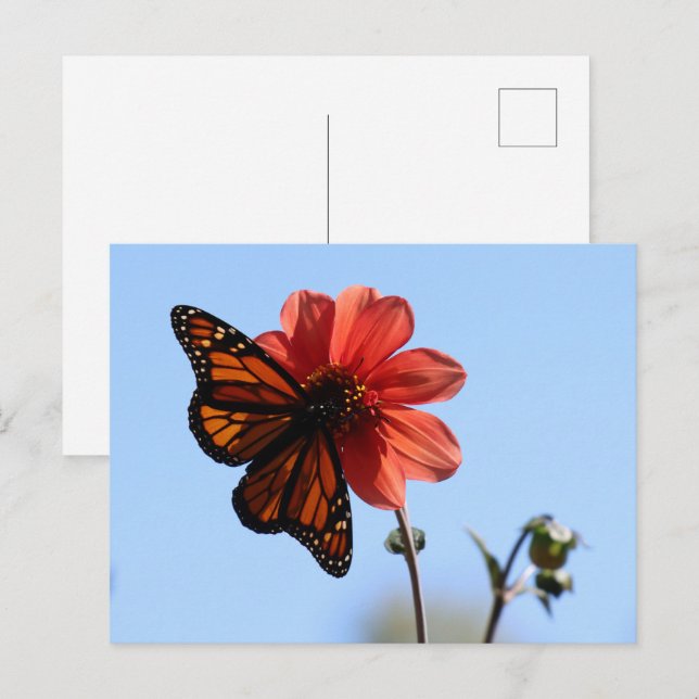 Postal Mariposa monarca en Dahlia Blank (Anverso / Reverso)