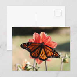 Postal Mariposa monarca en Dahlia Blank