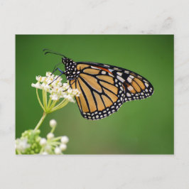 Postal Mariposa monarca en flor de ciénaga blanca