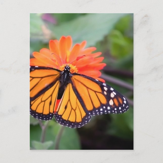 Postal Mariposa monarca en flor naranja (Anverso)