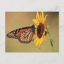 Postal Mariposa monarca en girasol