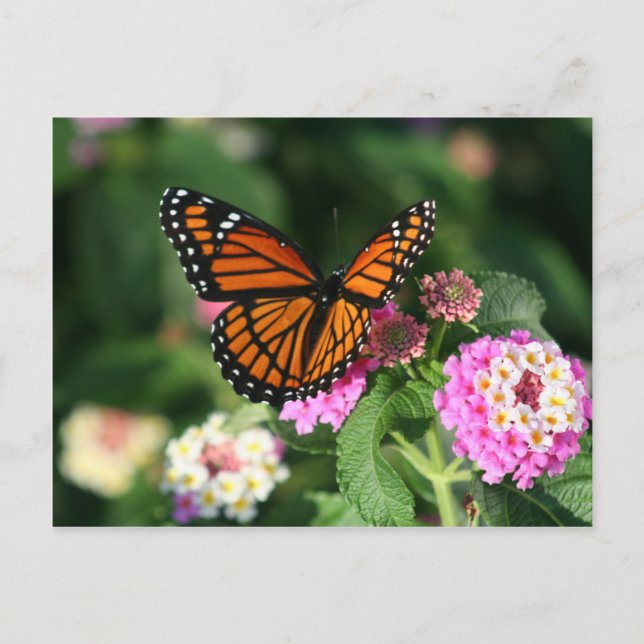 Postal Mariposa monarca en la flor de Lantana (Anverso)