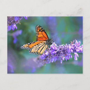 Postal Mariposa monarca en la flor de lilo púrpura