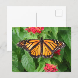 Postal Mariposa monarca en Lantana Blank
