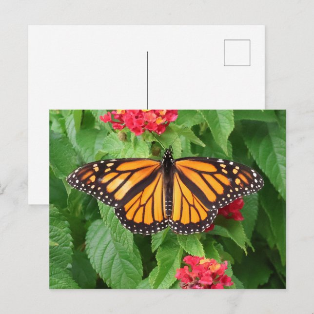 Postal Mariposa monarca en Lantana Blank (Anverso / Reverso)