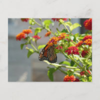 Mariposa monarca en mariposa roja Bush