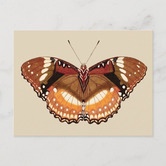 Postal Mariposa monarca en marrón, roya y crema (Anverso)