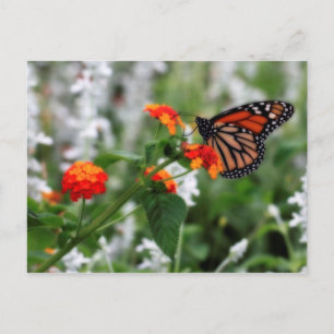 Postal Mariposa monarca en Naranja y Lantana Roja