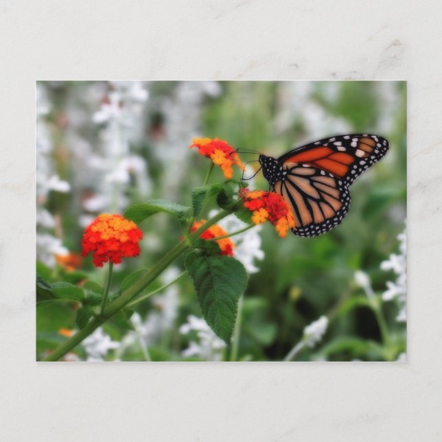 Postal Mariposa monarca en Naranja y Lantana Roja (Anverso)