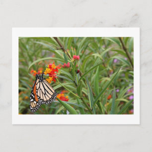 Postal Mariposa monarca en planta de flores naranjas roja