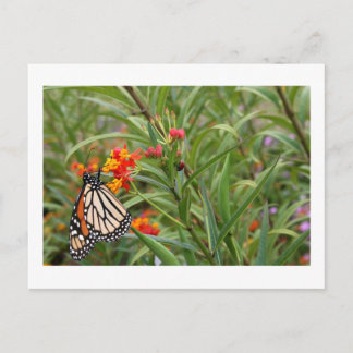Postal Mariposa monarca en planta de flores naranjas roja